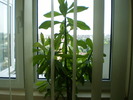 P3170151
