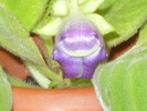 gloxi mov simpla