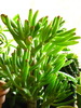 CRASSULA ovata cv. monstrosa