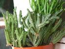 Crassula lycopodioides