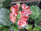 Picture 008
