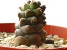 Monadenium