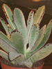 Cotyledon Octopus