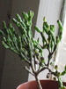 Hatiora salmonicoides