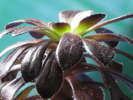 Aeonium arboreum cv. Schwarzkopf