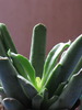 IMG_8244 Cotyledon orbiculata