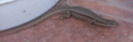 L .V.