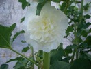 alc rosea alba