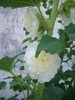 alcea rosea alba