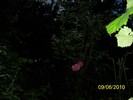 100_1538
