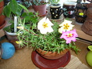 portulaca