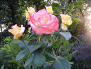 Floarea trandafirukui gigant