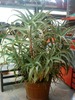 DSC00086