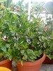DSC00094