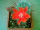 Rebutia ithycantha 31.Mai