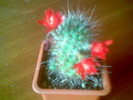 Rebutia ithycantha 14.Iun