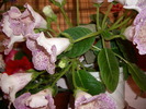 flori-12 012