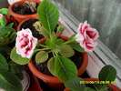 flori-12 001
