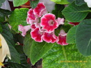 flori-12 002