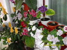 flori-12 005