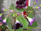 flori-12 006