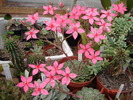DSC08566
