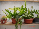 DSC08588