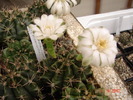 DSC08604