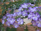 verbena