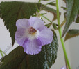 XACHICODONIA DARK STAR 6