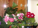 SDC13055