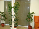 SCHEFFLERA SI FICUSUL BENJAMIN