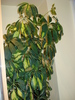 SCHEFFLERA...