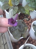 Sinningia Silhouette