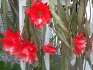 Cactus Epiphyllum