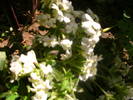 Verbena dupa furtuna