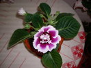 flori-12 002