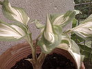 HOSTA