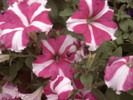 Photo00198