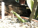 Ceropegia stapeliformis - 15.06