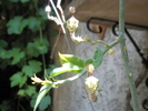 Ceropegia distincta - flori 15.06