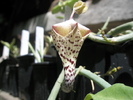 Ceropegia distincta - corpul florii