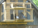 sarcini exagerate