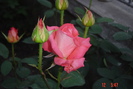 poze noi 339