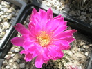 Echinocereus pulchellus - floare