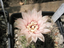 Gymnocalycium cu spin central - floare