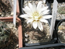 Gymnocalycium ragonesii - 14.06