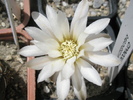Gymnocalyciumm ragonesii - floare