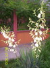 Yucca Gloriosa