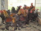 DSC00746